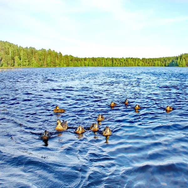 Лісовий ставок і дикі качки — стокове фото
