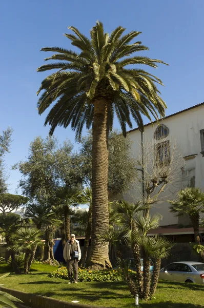 Senior beside a giant palm tree — Stock Photo, Image