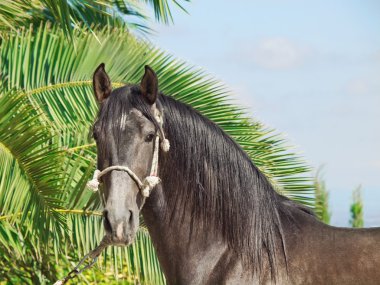 safkan Endülüs gri aygır Palm portresi ba bırakır