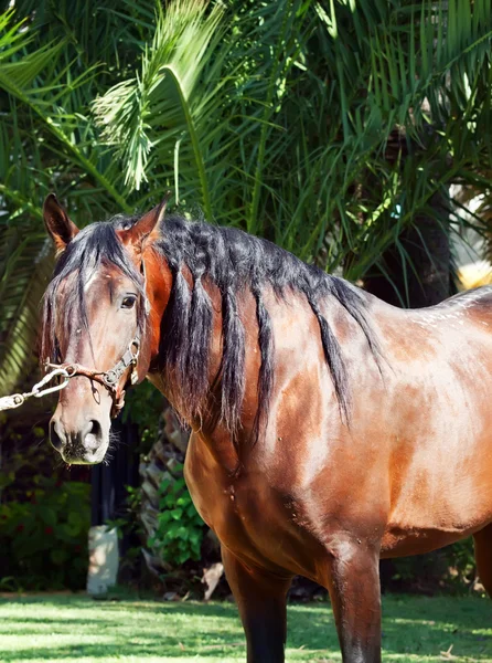 Portrait of Andalusian bay stallion — Stock Photo, Image
