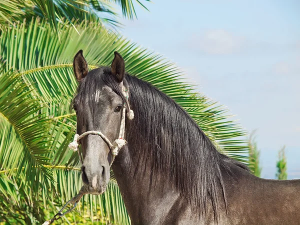 Портрет чистокровного андалузского серого жеребца у пальмовых листьев ба — стоковое фото