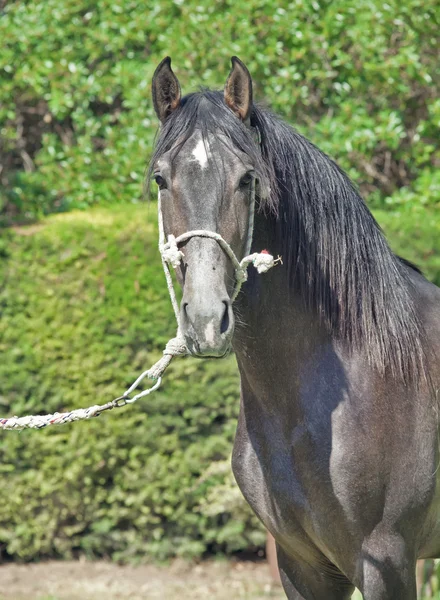 灰色纯种安达卢西亚年轻种马的肖像 — 图库照片