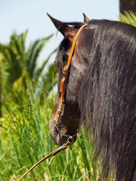 Portrait of Andalusian bay stallion — Stock Photo, Image