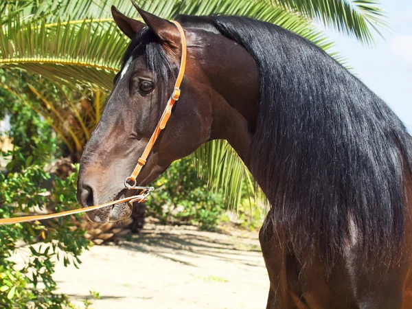 Portrait of amazing Andalusian bay stallion — Stock Photo, Image