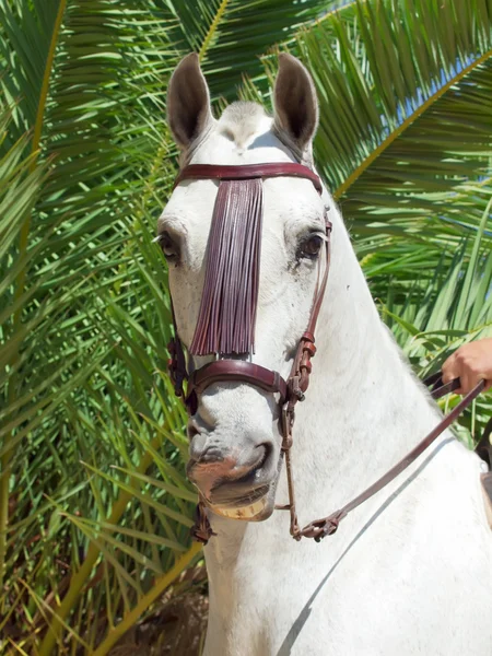 Portrait of Andalusian white horse — Stock Photo, Image