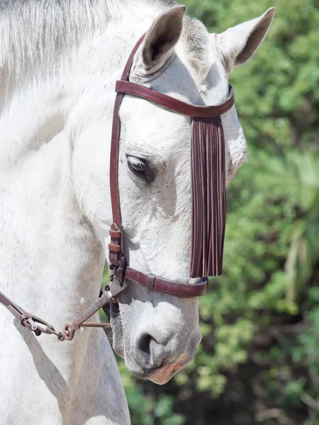 Portrait de cheval gris andalou en mouvement — Photo