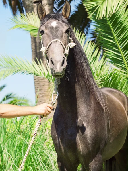 Portrait of Andalusian grey stallion at palm leaves background — Stock Photo, Image