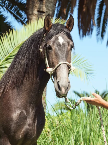 Retrato de garanhão cinza andaluz no fundo folhas de palma — Fotografia de Stock