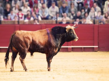 Fighting bull at the arena. Brown bull clipart