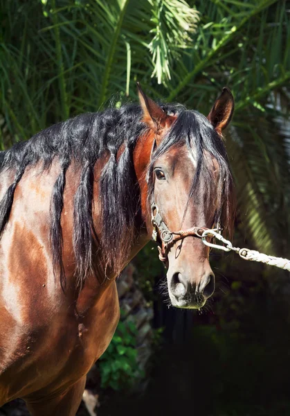 Portrait of wonderful Andalusian bay stallion at dark background — Stock Photo, Image
