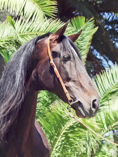 Portrait of amazing spanish bay stallion — Stock Photo, Image