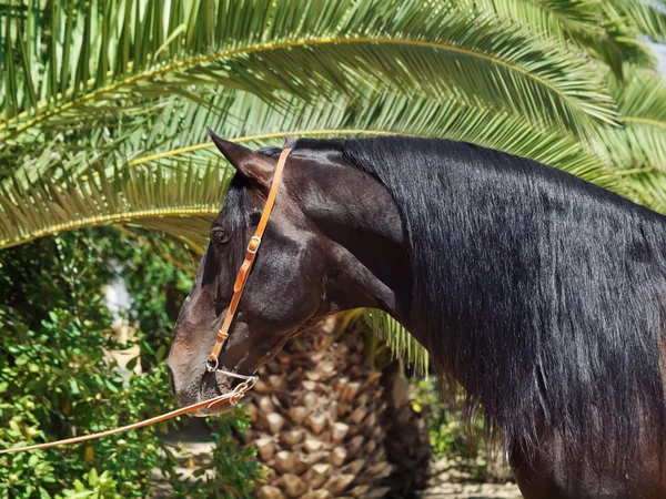 Porträt des erstaunlichen andalusischen Hengstes — Stockfoto