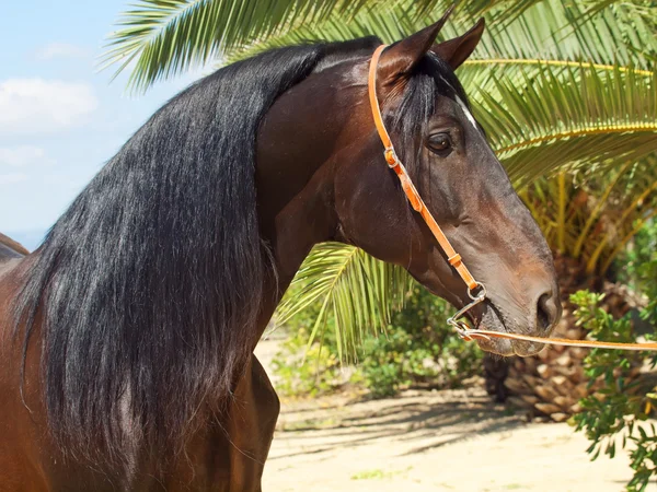 Portrait of amazing Andalusian bay stallion — Stock Photo, Image