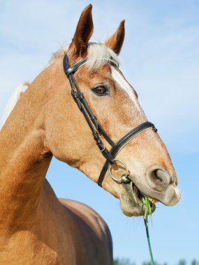 palomino at, mavi gökyüzü arka plan'ın komik portresi