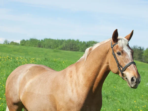 Konia Palomino w wiosna łąka — Zdjęcie stockowe