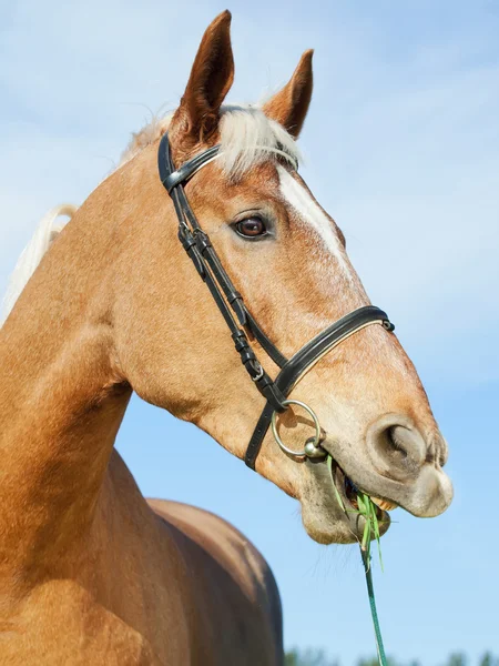 Divertido retrato de caballo palomino en el fondo del cielo azul — Foto de Stock