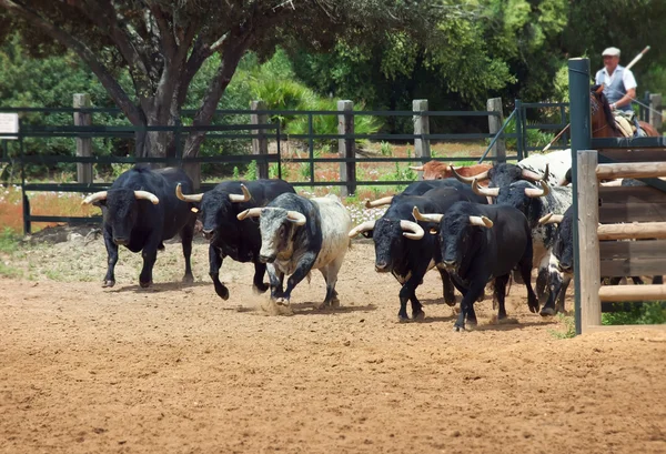 The herd of spanish fighting bulls — Stock Photo, Image