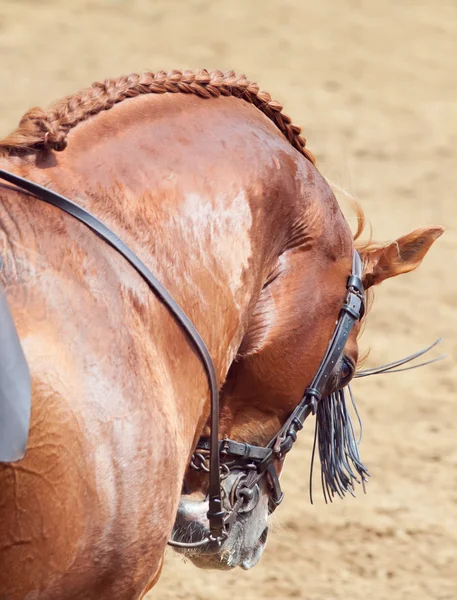 Retrato de hermoso caballo español en movimiento detrás —  Fotos de Stock