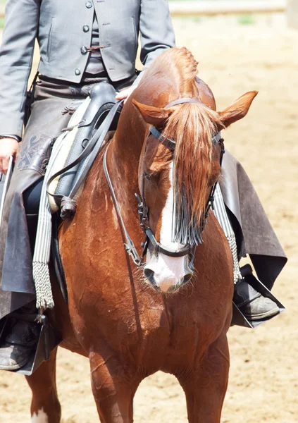 İspanyol atını kovboy portresi — Stok fotoğraf