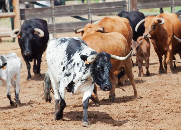 Stádo španělských krav s telata — Stock fotografie