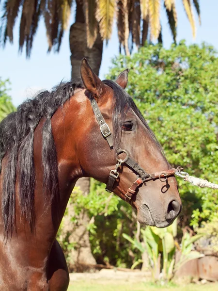 令人惊叹的安达卢西亚湾种马的肖像 — 图库照片