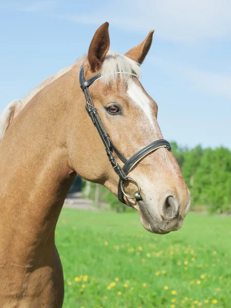 Portrait of palomino cart horse in spring field — Stock Photo, Image