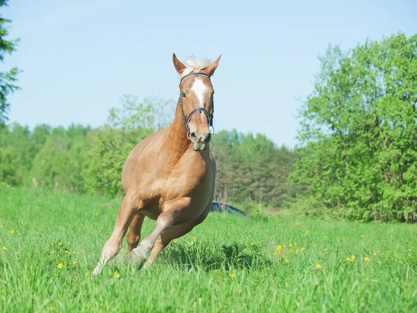 Паломіно віз коня в полі весни у русі — стокове фото