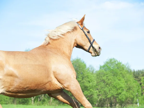 Palomino caballo hackear en el campo de primavera en movimiento — Foto de Stock