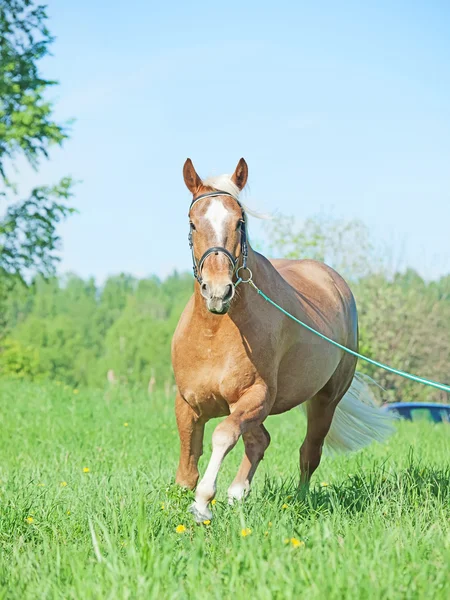 Course palomino hack cheval dans le champ de printemps — Photo