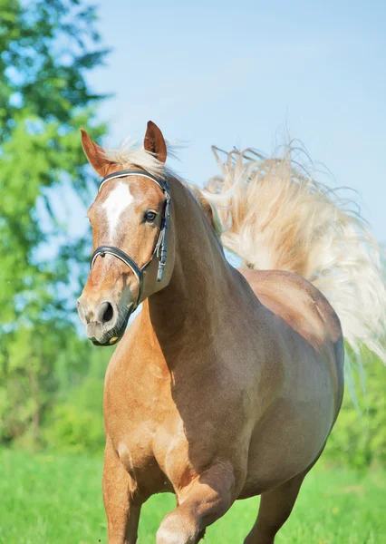 Скачущая лошадь-паломино на весеннем поле — стоковое фото