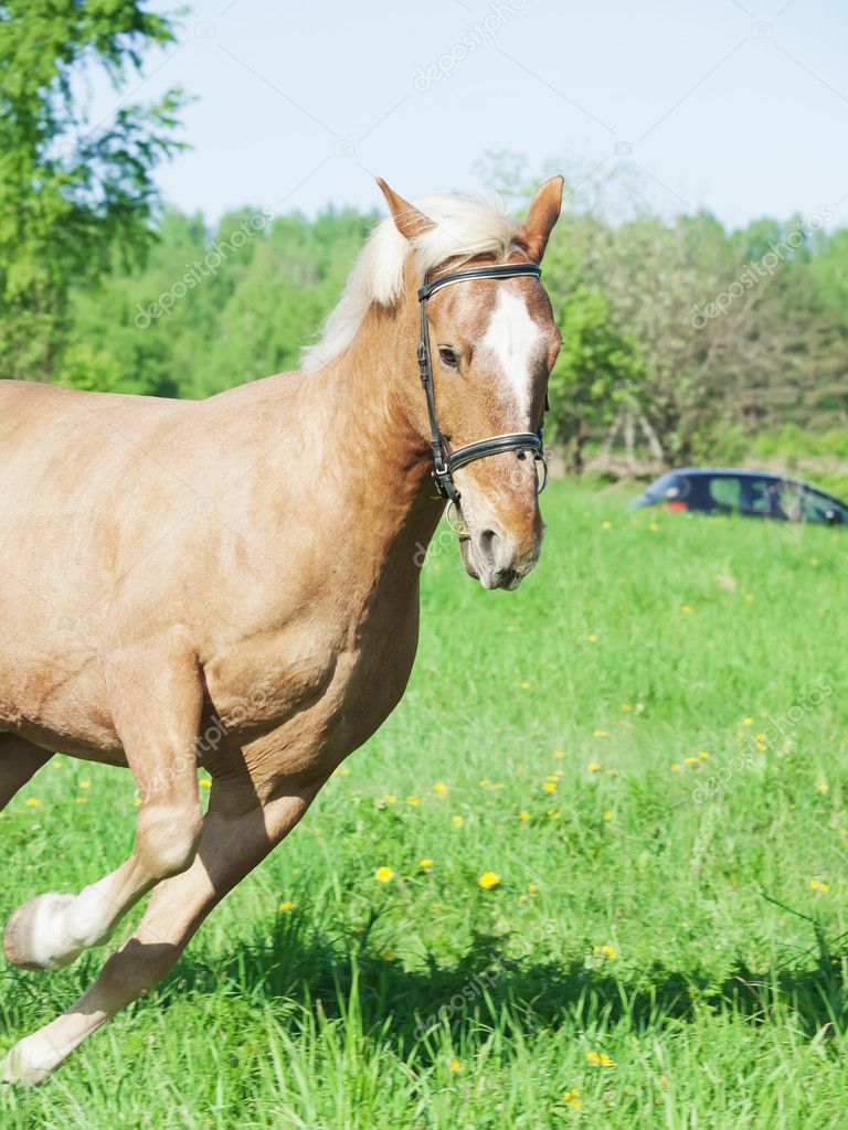 Running palomino horse in spring field