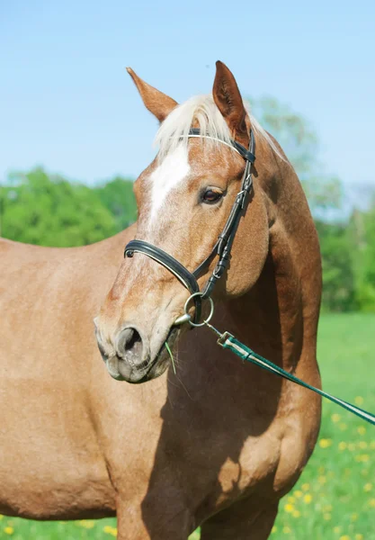 Porträt eines Palomino-Pferdefuhrwerks im Frühlingsfeld — Stockfoto