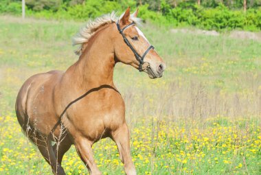 Palomino hareketi Bahar alanına at kesmek