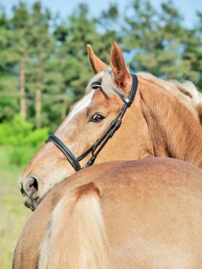palomino atın arkasına bakarak portre