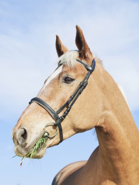 palomino sepete at, mavi gökyüzü arka plan portresi