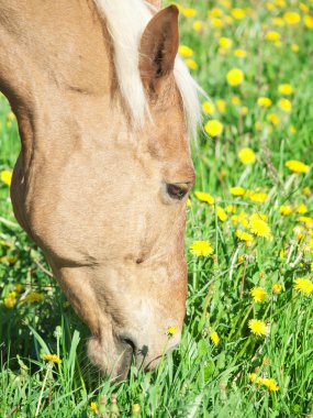 palomino sepete at bahar çayırda otlatma portre