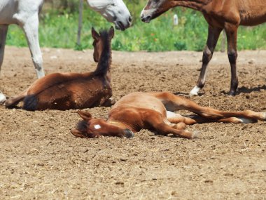 İspanyol foals istirahat. Uyuyan yavru odaklanmak