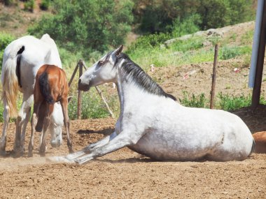 laeing gri doğurmak Endülüs mare