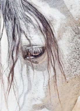 Eye of purebred Andalusian white horse closeup clipart