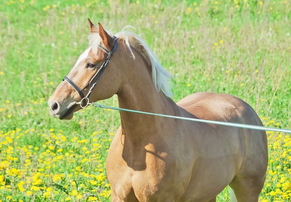Palomino caballo hackear en el campo de primavera en movimiento — Foto de Stock