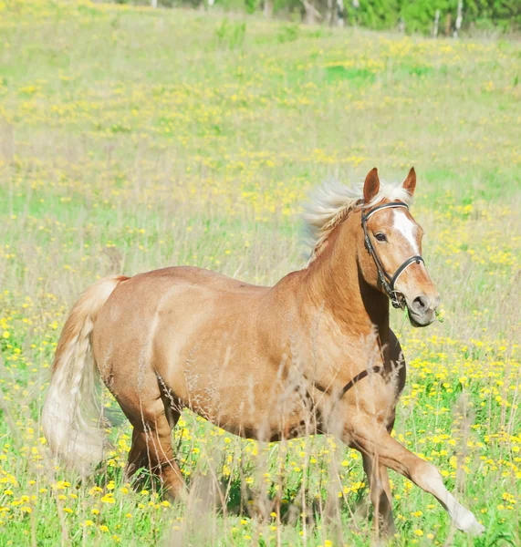 Palomino caballo hackear en el campo de primavera en movimiento —  Fotos de Stock