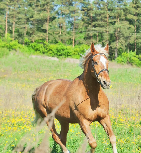帕洛米诺黑客在运动中的春天字段中的马 — 图库照片