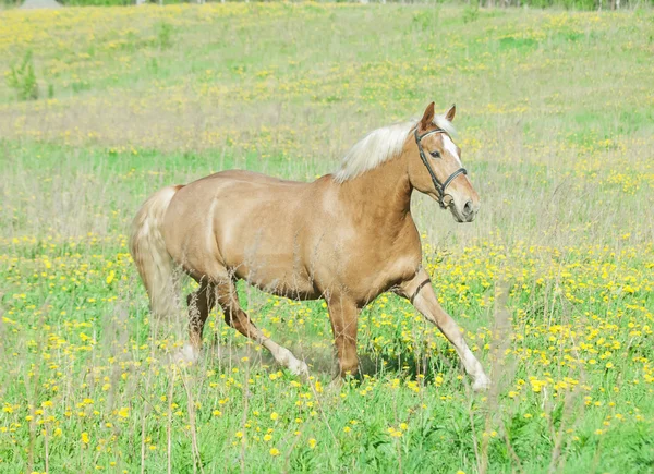 Trotando caballo palomino hackear en el campo de primavera —  Fotos de Stock