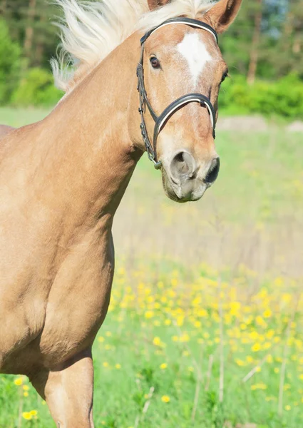 Portrait of palomino horse in spring field in action — Stock Photo, Image