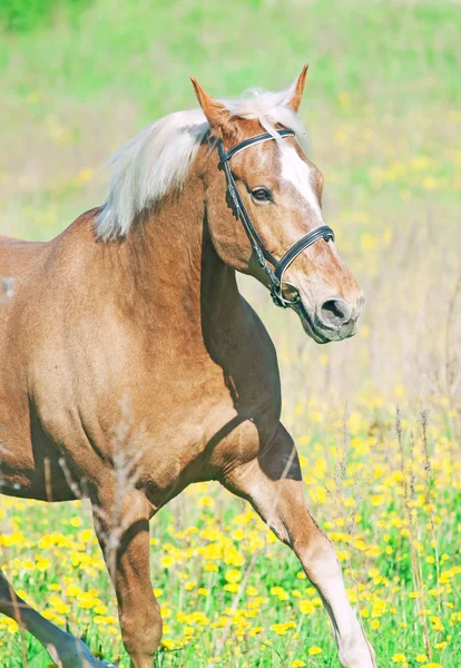 Palomino hack horse in the spring field in movement — Stock Photo, Image