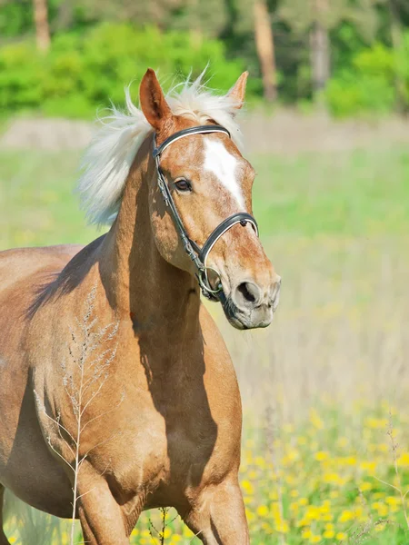 Portrait of palomino hack horse in the spring field in movement — Stock Photo, Image