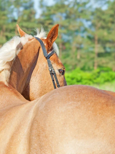 Retrato de cavalo palomino olhando para trás — Fotografia de Stock