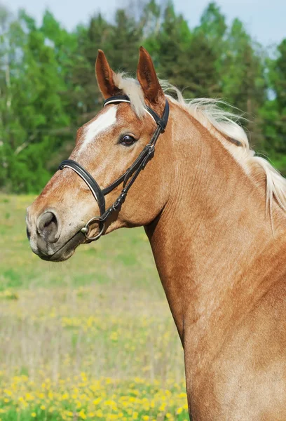 Portrait of palomino cart horse in spring field — Stock Photo, Image