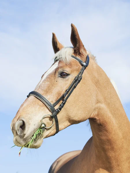 Retrato de cavalo de carro palomino em fundo céu azul — Fotografia de Stock