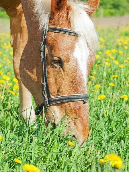 Retrato del caballo carreta palomino pastoreo en pradera de primavera — Foto de Stock